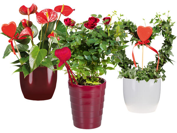 Anthurium, Stammrose oder Hederaherz mit Holzherz