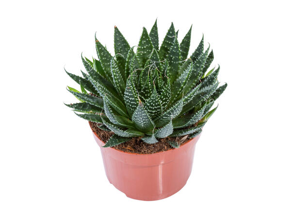 Succulent