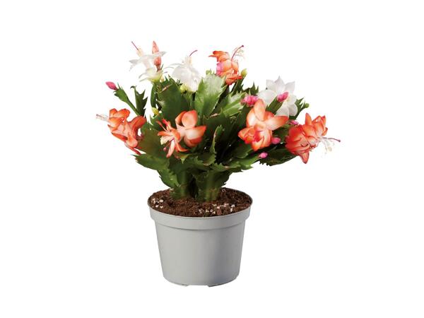 Schlumbergera
