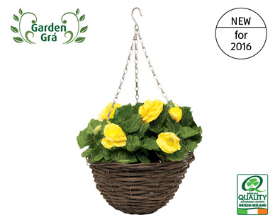 Non-Stop Begonia Hanging Basket