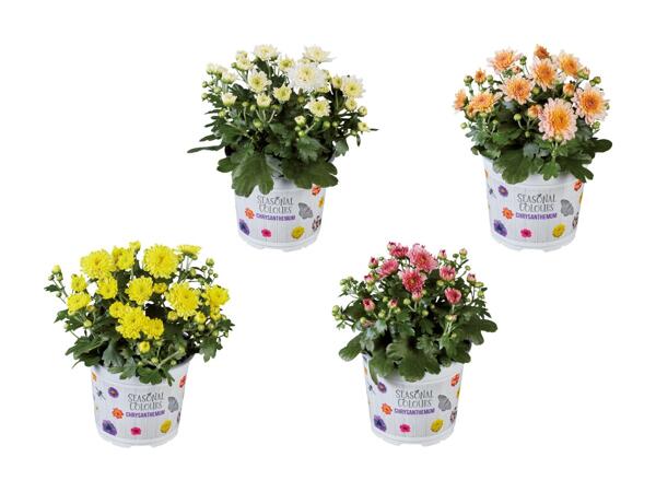 Krysantemum "Multiflora"