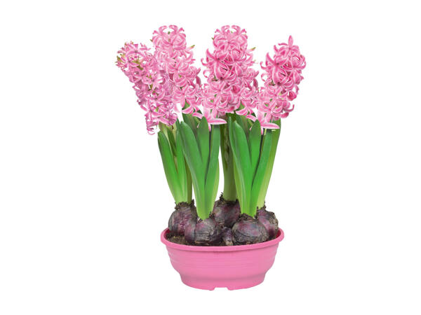 Hyacinth Bulbs
