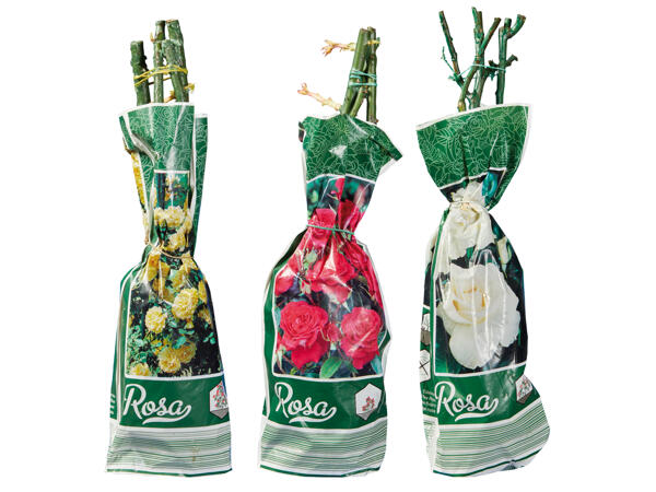 Edel-, Beet- oder Kletterrose