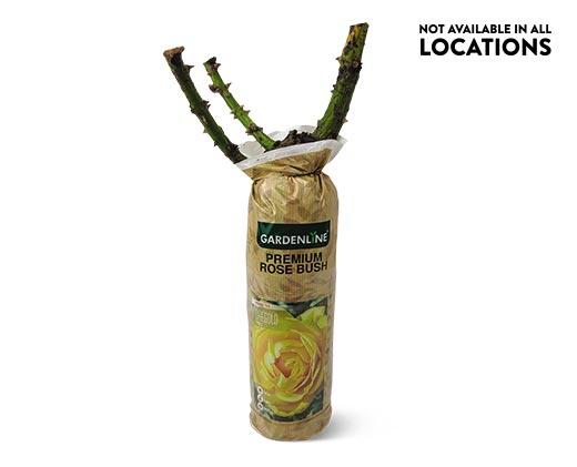 Gardenline 
 Premium Rose Bush Assorted Varieties