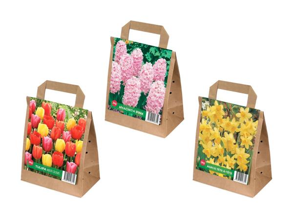 Bulbes de tulipes mix