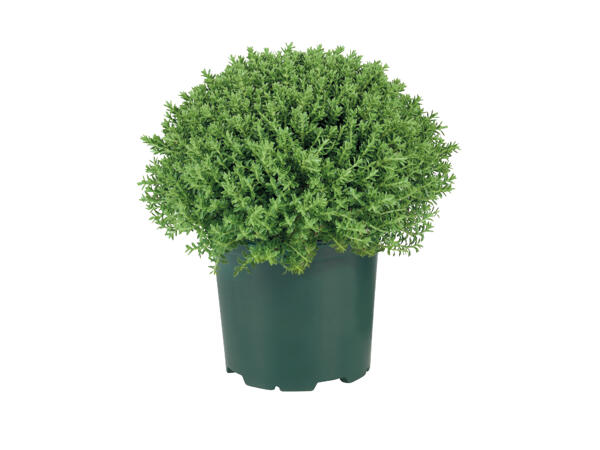 Hebe Plant