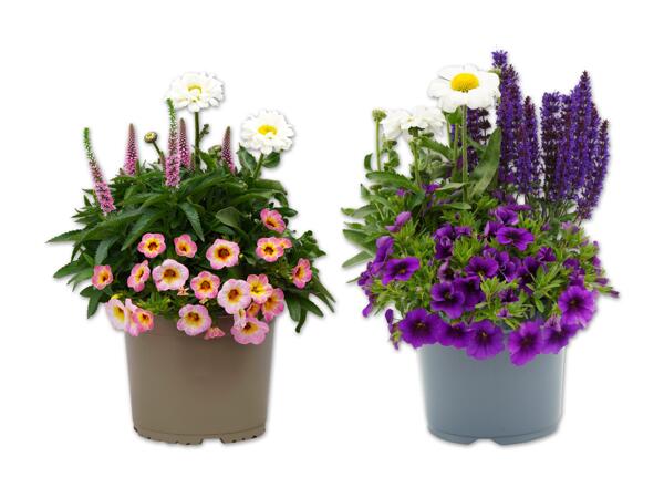 Blühtrio