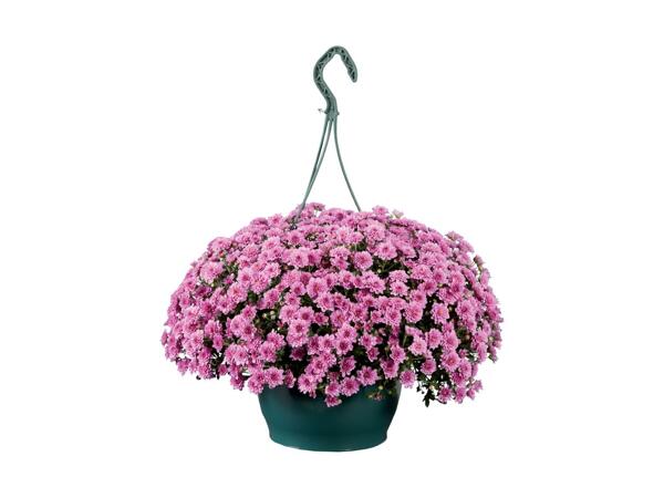Krysantemum ampel
