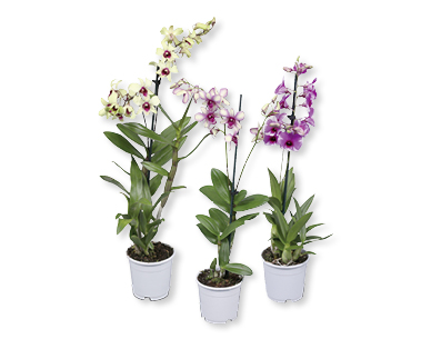 Orchidée "Sa Nook"