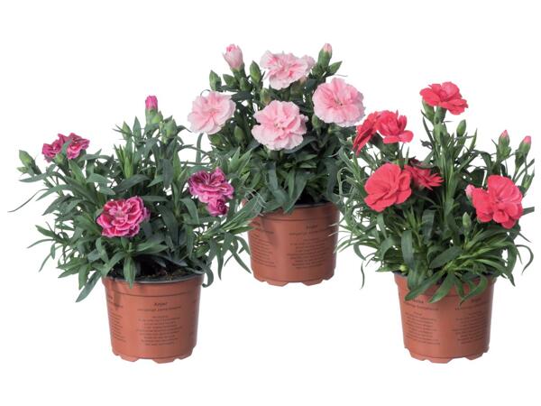 Carnations