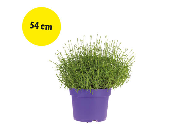 Stor lavendel