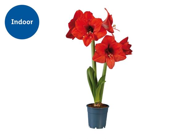 Twin Stem Amaryllis