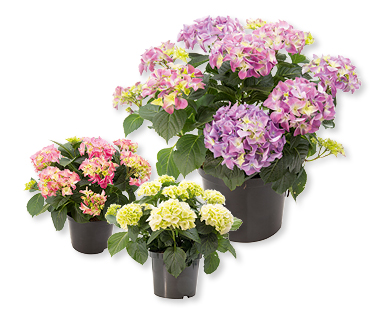 Hortensias pour l'extérieur