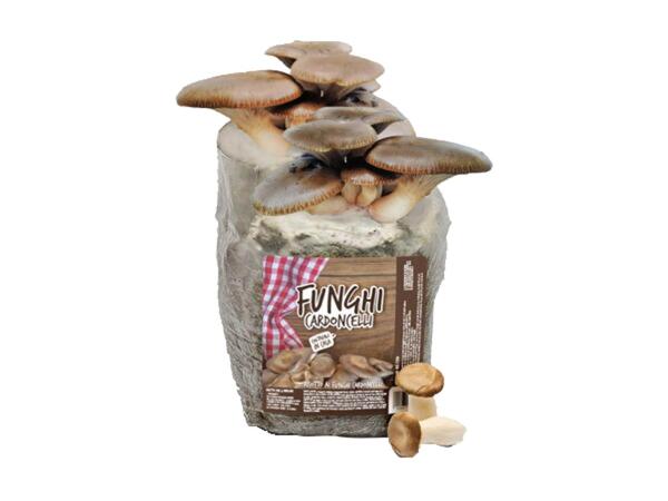 Mushroom Grow Kit