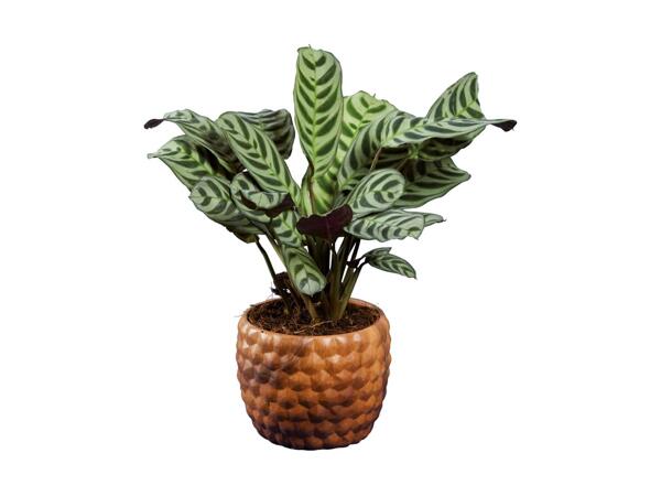 Grøn plante i skjuler