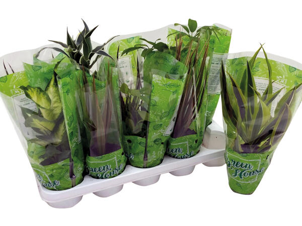 Green plants