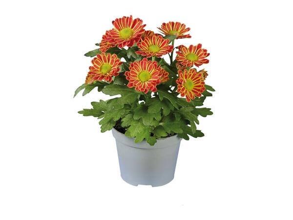 Mini Chrysanthemum