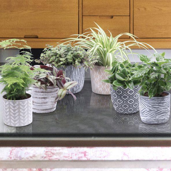 Plante