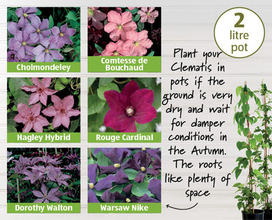 Summer Clematis