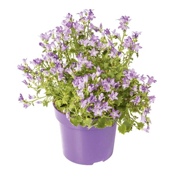 Zomerplant