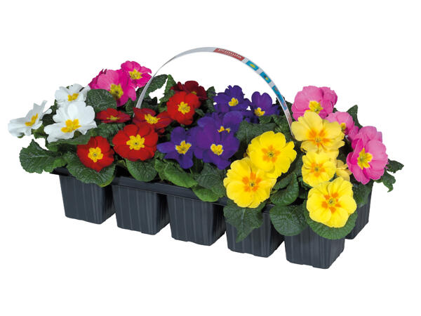 Primroses