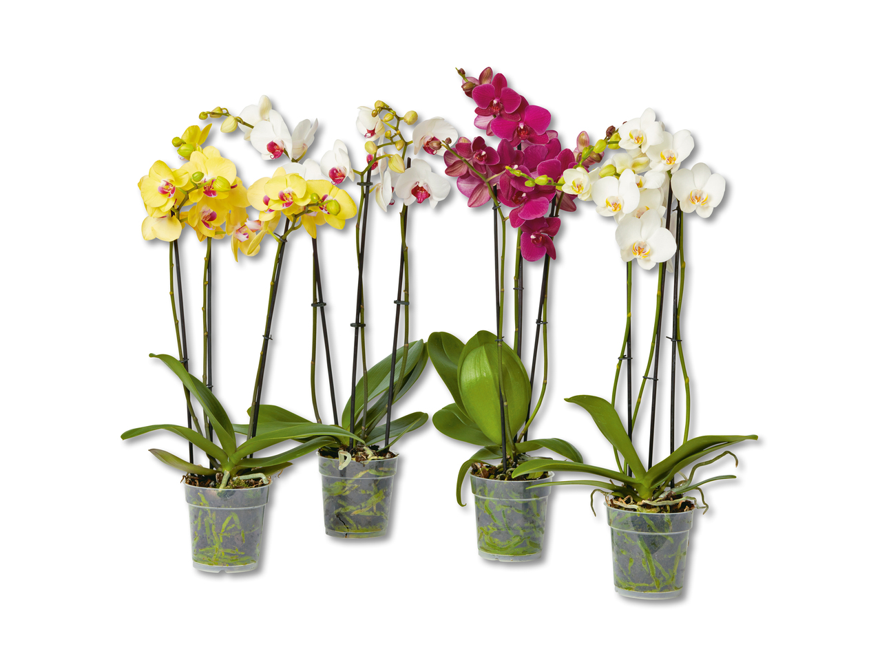 Phalaenopsis a 3 pannocchie