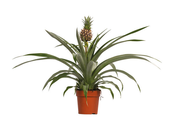 Ananasplante