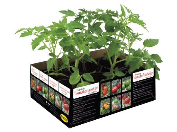 Tomatplantor