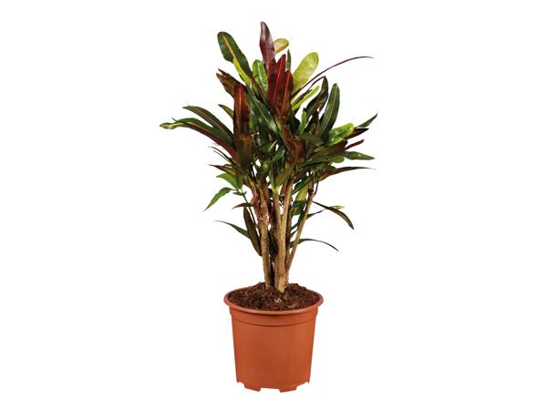 Croton