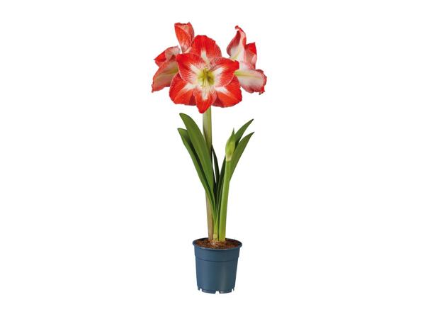 Twin Stem Amaryllis