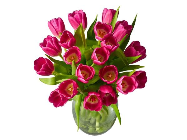 Mother's Day Pink Tulips