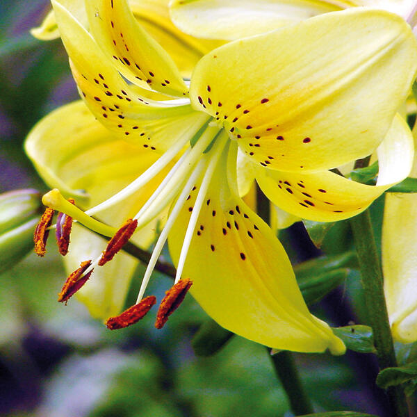 Asiatische Lilien