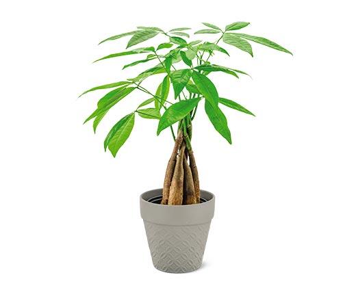 5" Money Tree