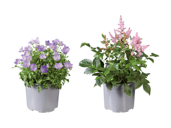 Sommerblomster
