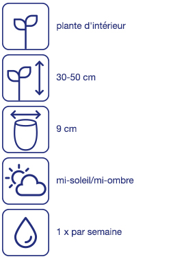 Orchidée
