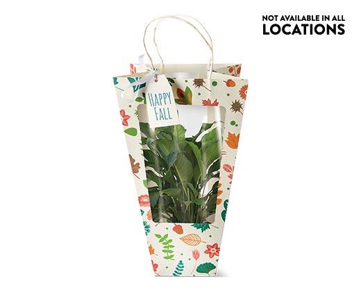 Decorated Foliage Bag Assorted Varieties