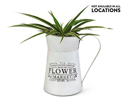 Assorted Foliage in Watering Can