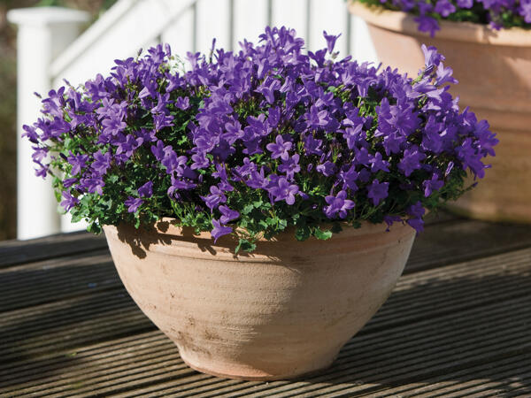 Klokkeblomst