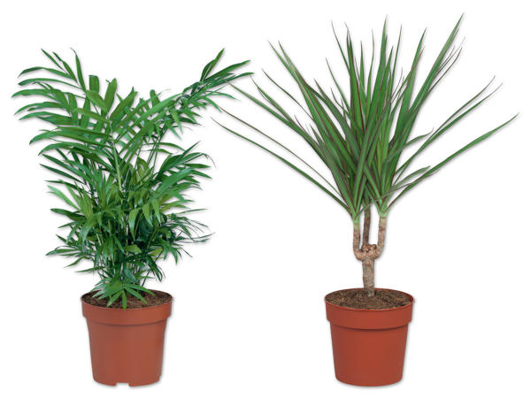 Palme