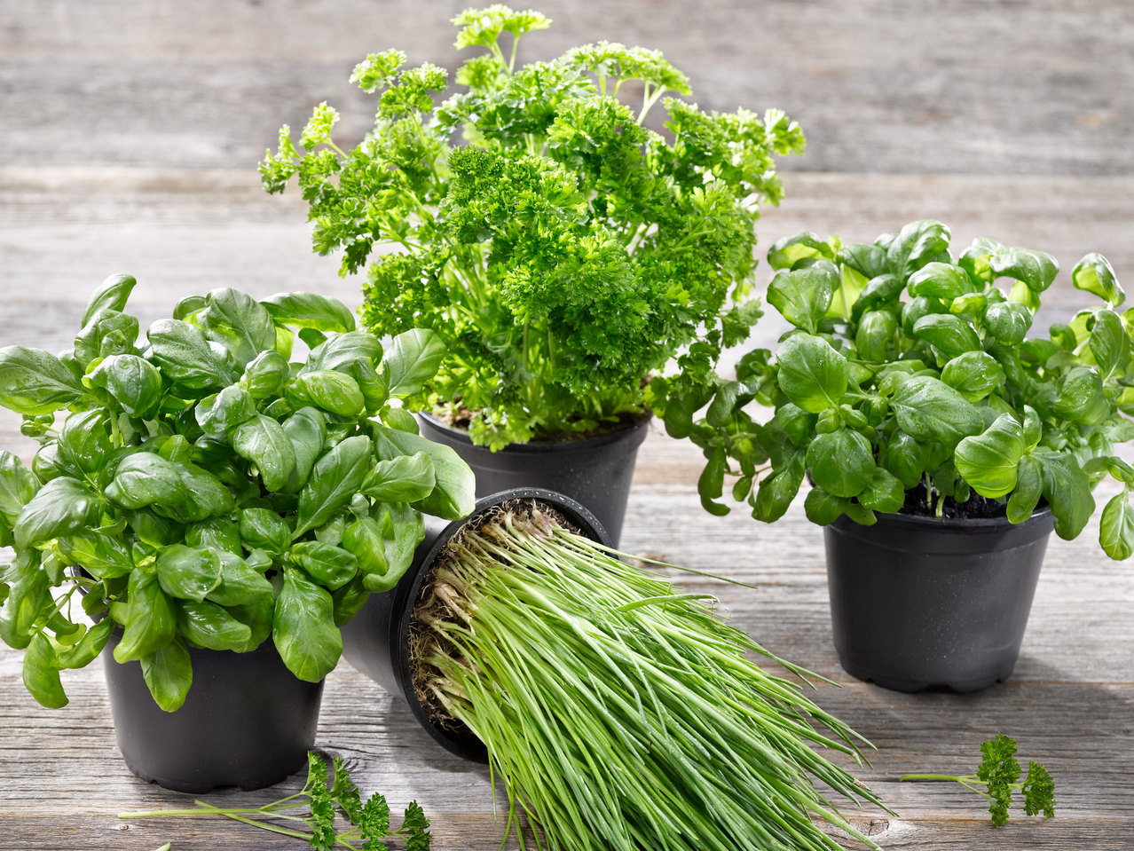 Gartenkräuter
