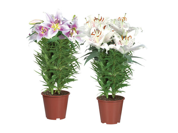 Oriental Lilium