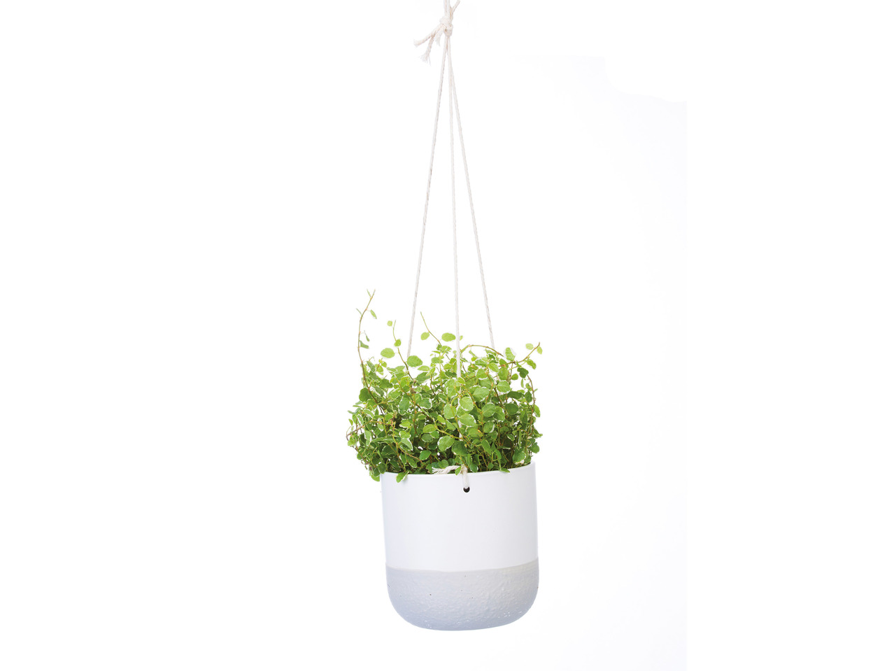 Indoor Hanging Basket1