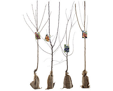 ARBRE FRUITIER