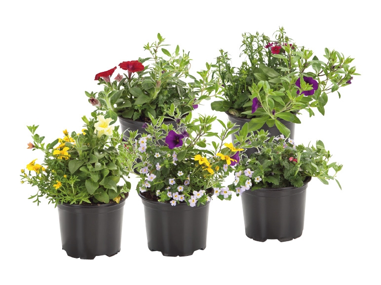 Trio de fleurs