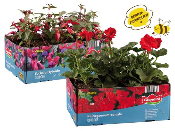 Fuchsien oder Geranien stehend oder hängend, 6er-Tray