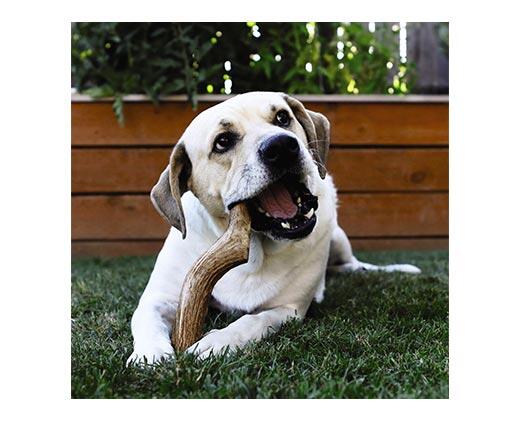 Pure Being 
 Whole or Split Antler