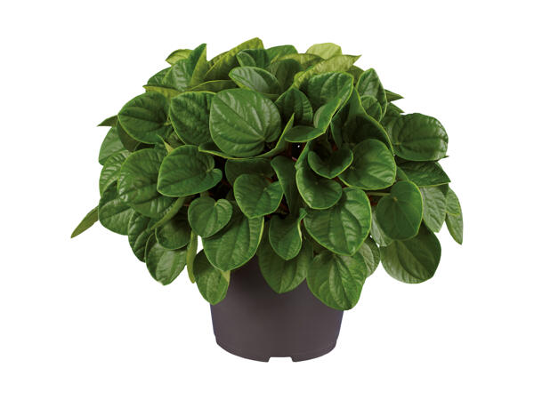 Peperomia eller begonia