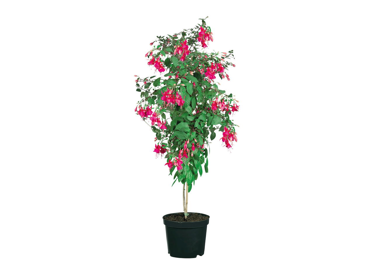 Standard Fuchsia1