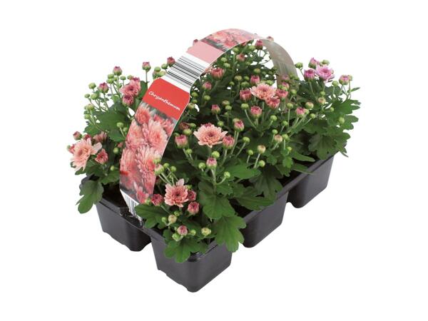 Krysantemum i 6‘er bakke