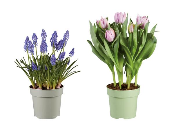 Blomstrende løgplanter
